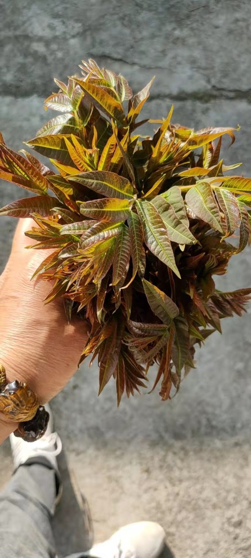 大山深处的原生态绿色食品，纯野生香椿，无人工管理0污染。