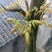 大山深处的原生态绿色食品，纯野生香椿，无人工管理0污染。