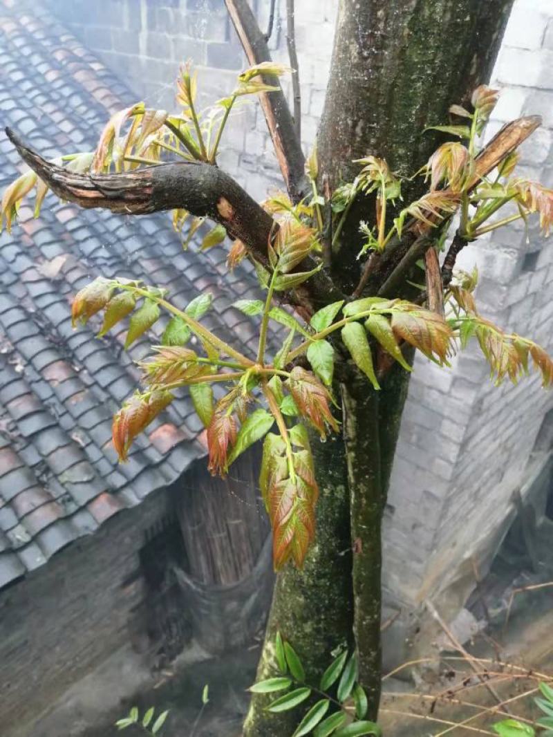 大山深处的原生态绿色食品，纯野生香椿，无人工管理0污染。