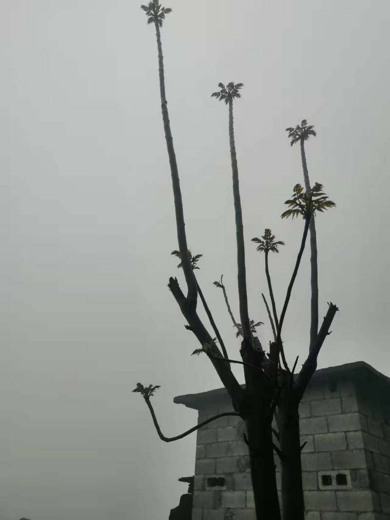 大山深处的原生态绿色食品，纯野生香椿，无人工管理0污染。