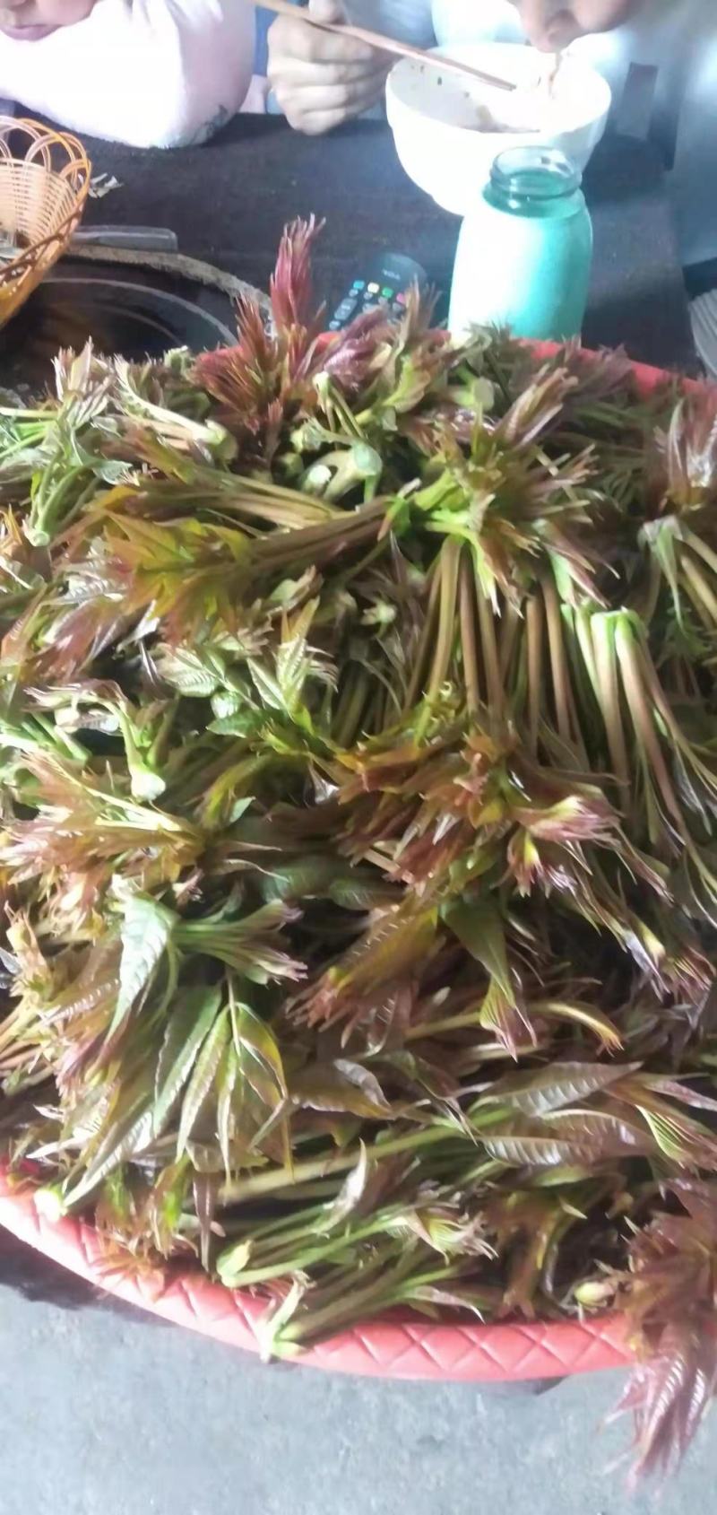 大山深处的原生态绿色食品，纯野生香椿，无人工管理0污染。