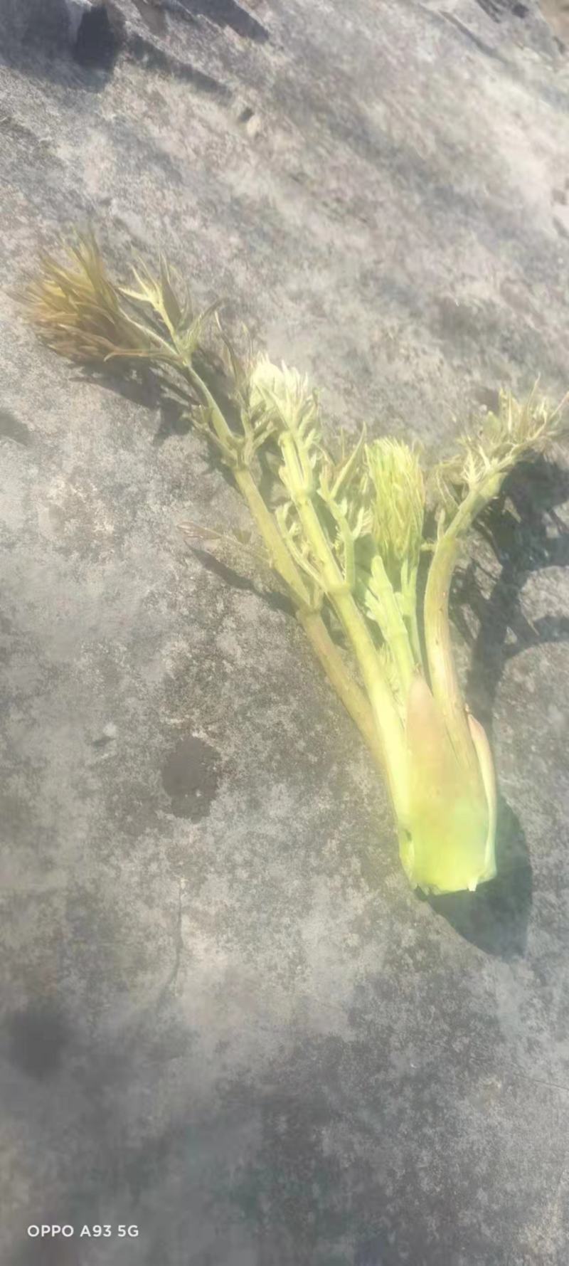 大山深处的原生态绿色食品，纯野生刺老包。