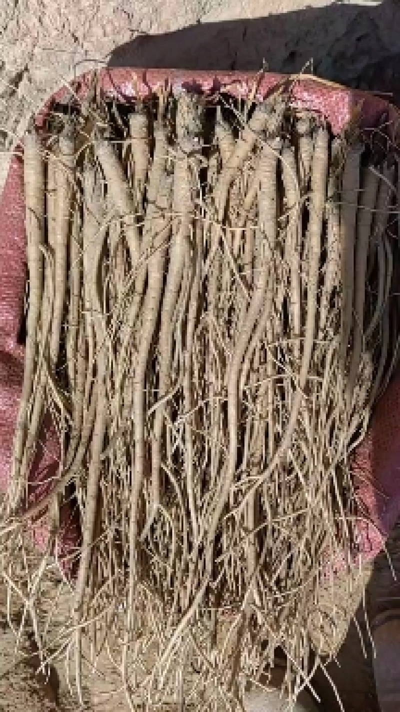 肉独活苗，柴独活苗，种子，也可安斤买一手货源充足欢迎致电