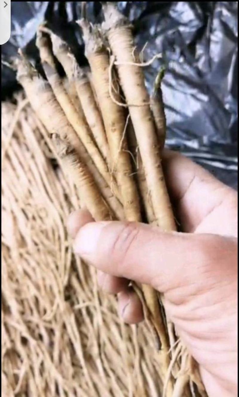 肉独活苗，柴独活苗，种子，也可安斤买一手货源充足欢迎致电