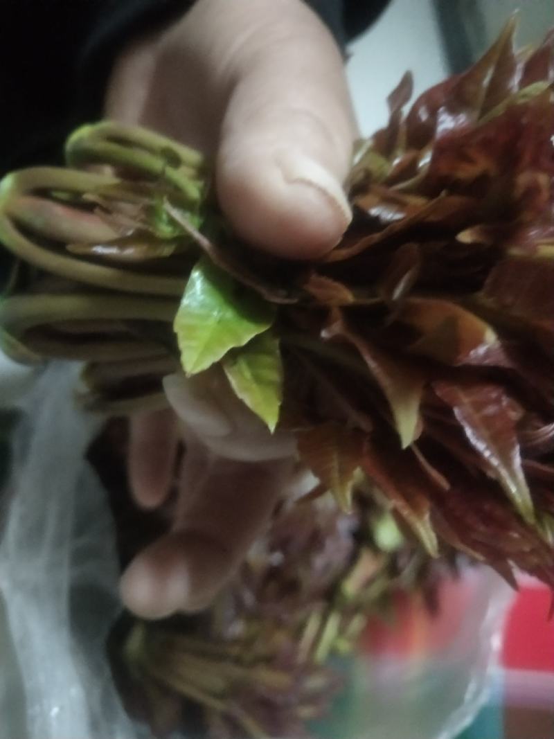 露天红油香椿，价格波动大，依当天价格为准，不支持一件代发