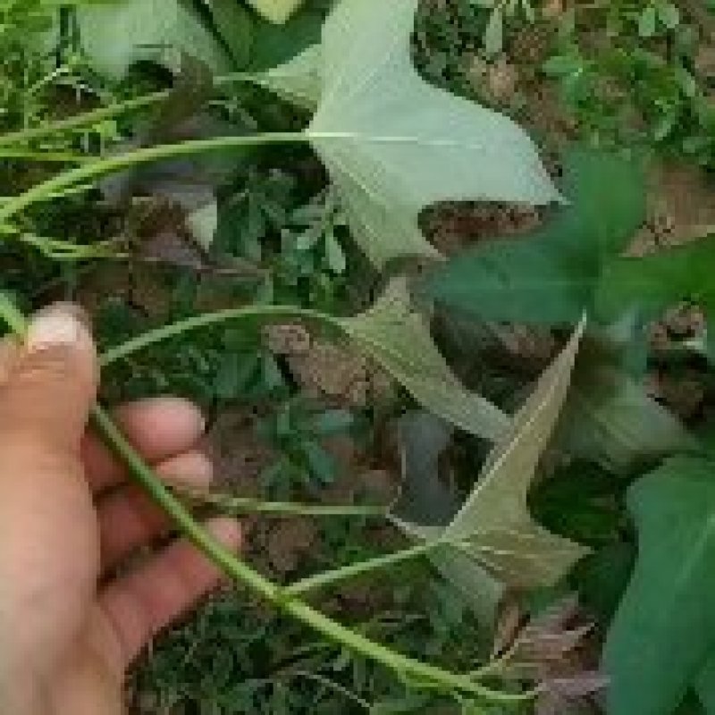 脱毒西瓜红大田苗，脱毒商薯19，床苗，基地直发可视频看货