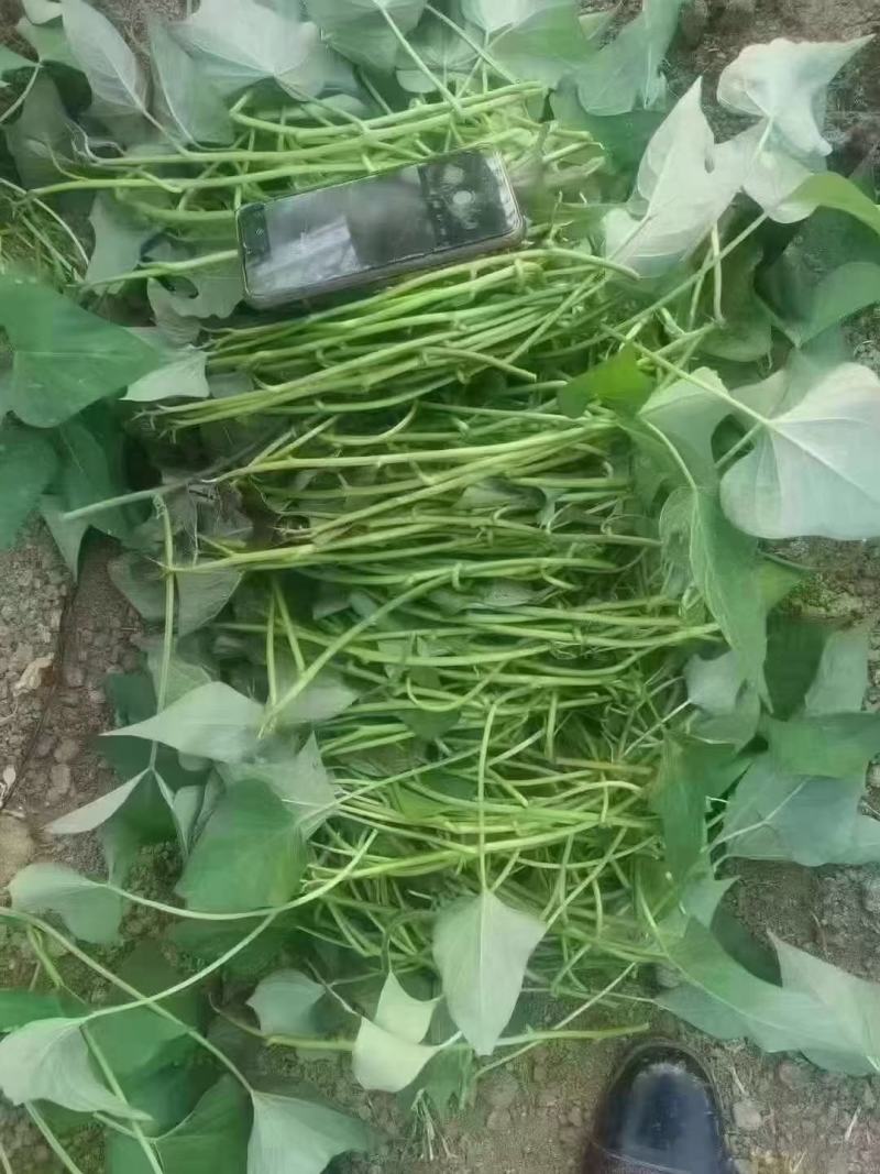 脱毒西瓜红大田苗，脱毒商薯19，床苗，基地直发可视频看货