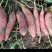 脱毒西瓜红大田苗，脱毒商薯19，床苗，基地直发可视频看货