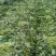 脱毒西瓜红大田苗，脱毒商薯19，床苗，基地直发可视频看货