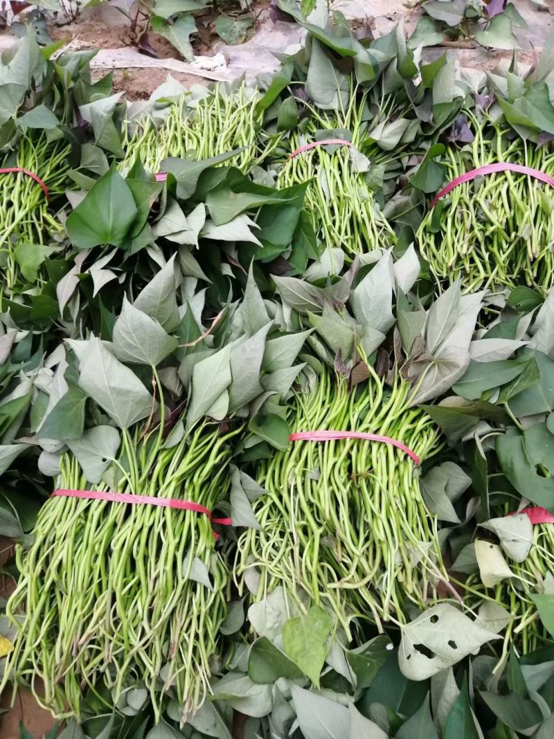 脱毒西瓜红大田苗，脱毒商薯19，床苗，基地直发可视频看货