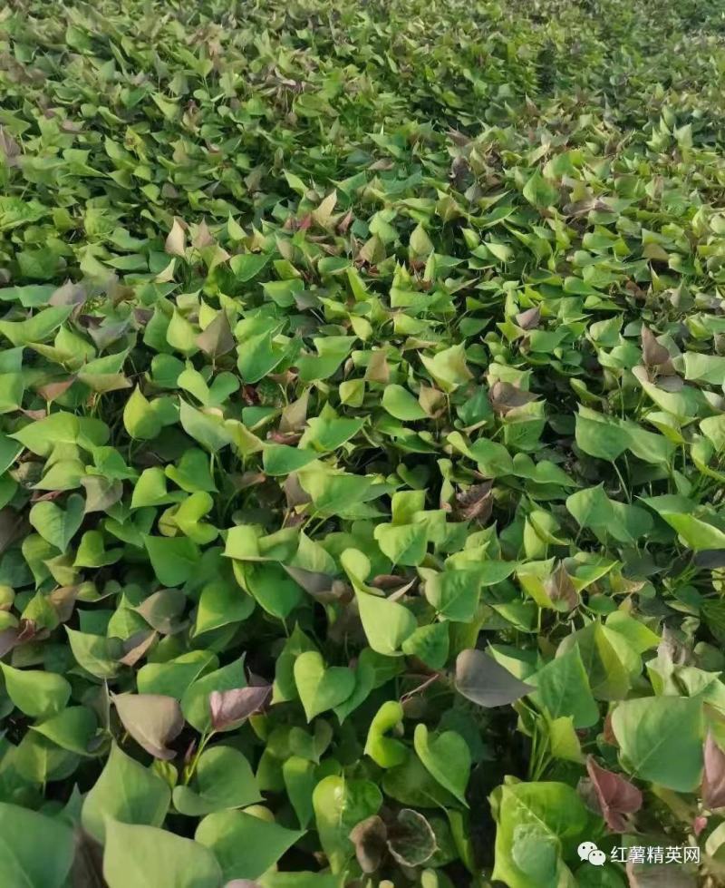 脱毒西瓜红大田苗，脱毒商薯19，床苗，基地直发可视频看货