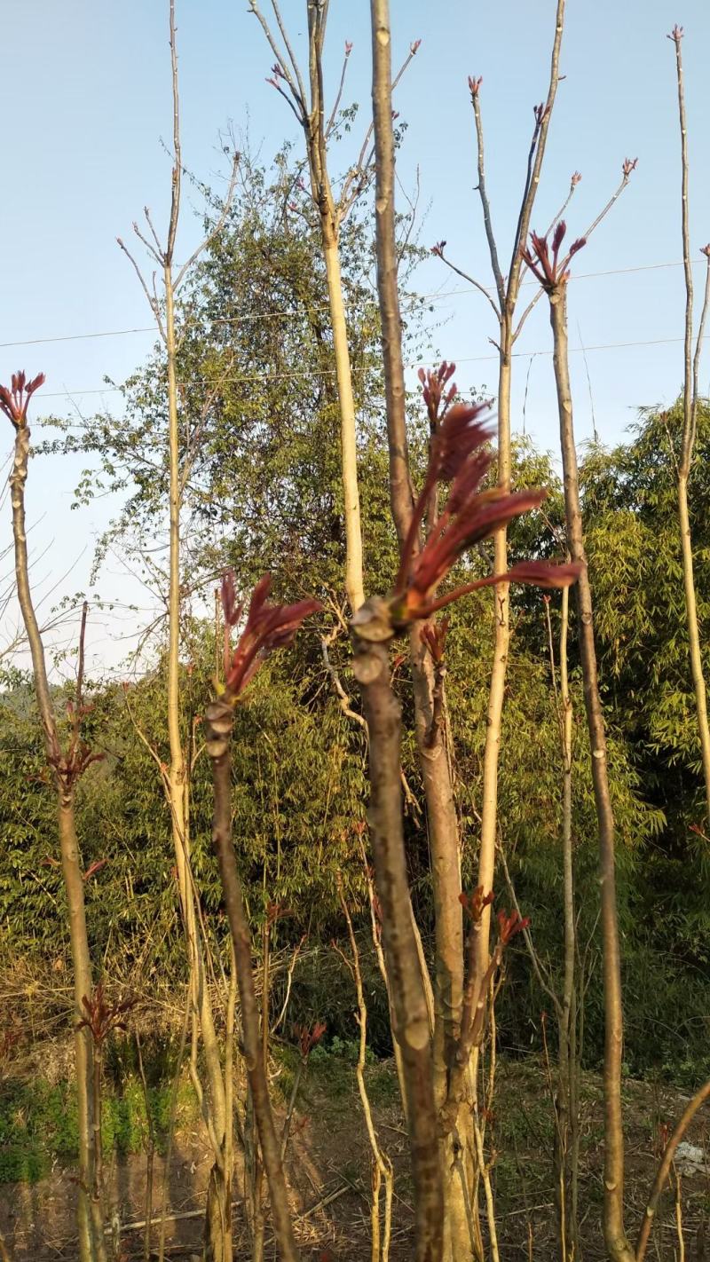 红油香椿芽鲜红色好品质好产地直发自产自销