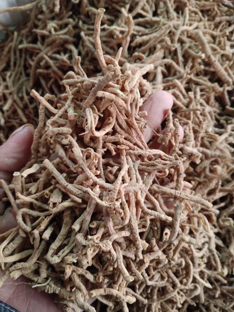 远志，中药材远志远志筒质量保证现货供应欢迎咨询合作！