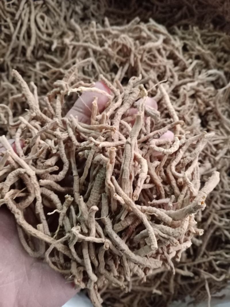 远志，中药材远志远志筒质量保证现货供应欢迎咨询合作！