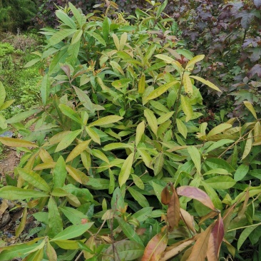 出售各种造林苗