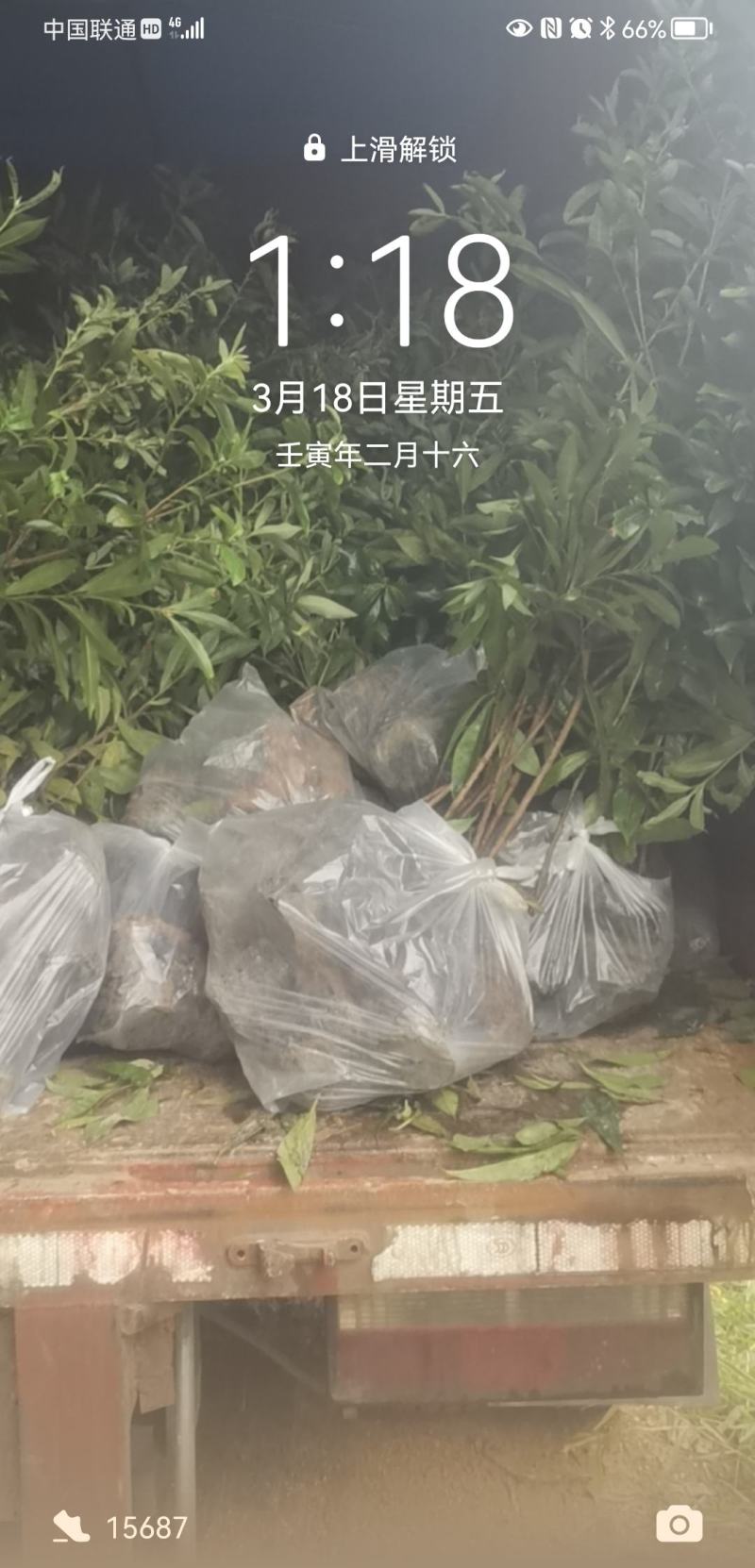 出售各种造林苗