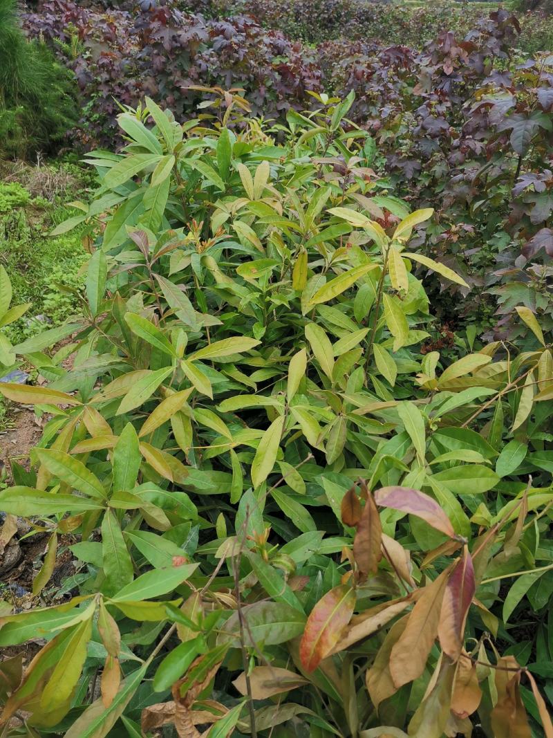 出售各种造林苗
