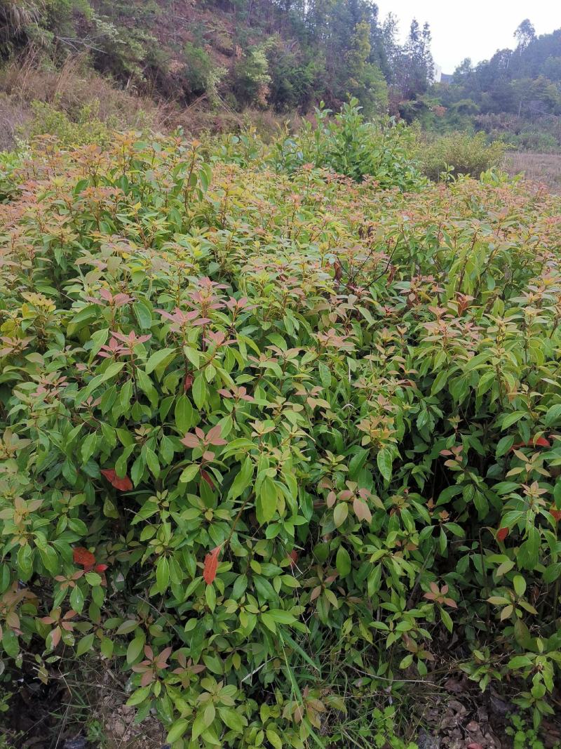 出售各种造林苗