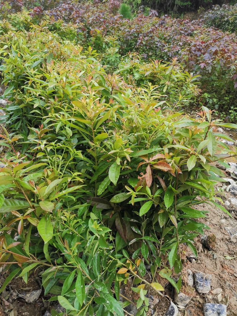 出售各种造林苗