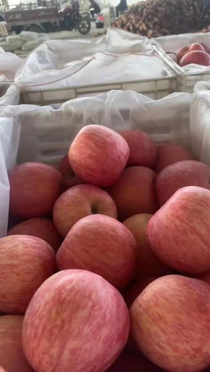 山东优质红富士苹果大量批发，产地直销一首货源，需要的联系