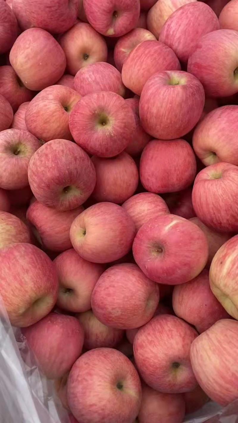 山东优质红富士苹果大量批发，产地直销一首货源，需要的联系