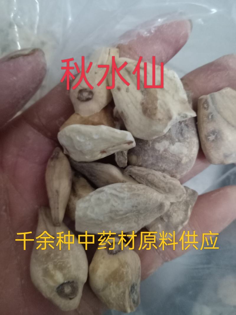 中药材秋水仙正品质量保证经营各种中药欢迎咨询选购！
