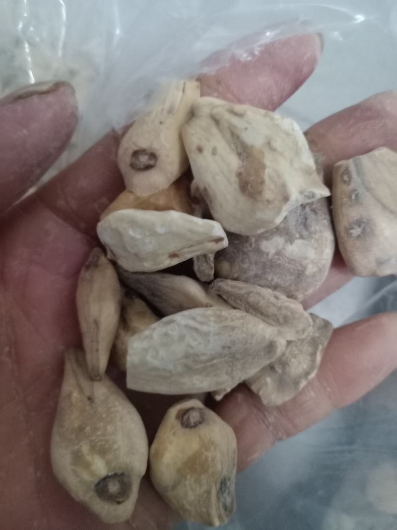 中药材秋水仙正品质量保证经营各种中药欢迎咨询选购！