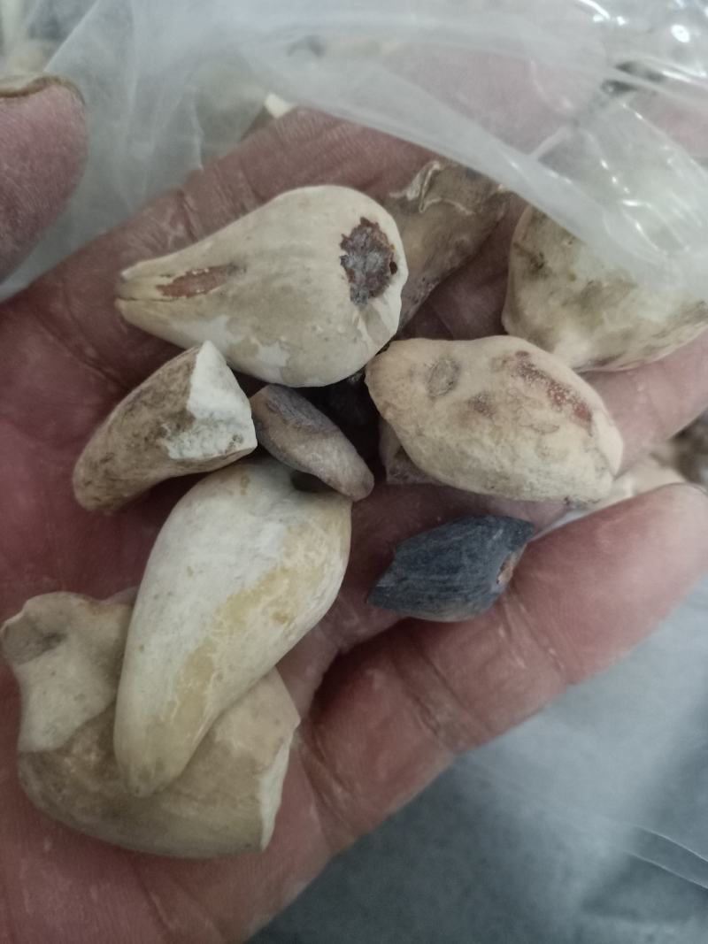 中药材秋水仙正品质量保证经营各种中药欢迎咨询选购！