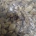 中药材秋水仙正品质量保证经营各种中药欢迎咨询选购！