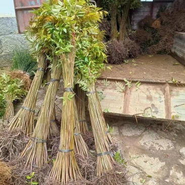 红油香椿苗，根系粗壮，成活率高，生长周期快。