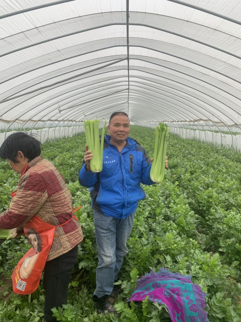 河南省鹿邑县西芹产地，优质西芹，可视频看货，各种包装