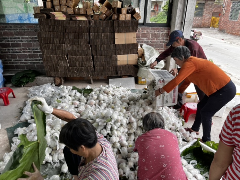 广东胭脂红番石榴增城源产地软糥红心白心浓香的小香果芭乐