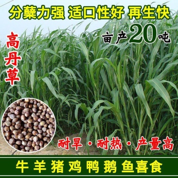 进口高丹草种子牧草种籽高丹王草种四季养殖猪牛羊鸡鸭鹅鱼草