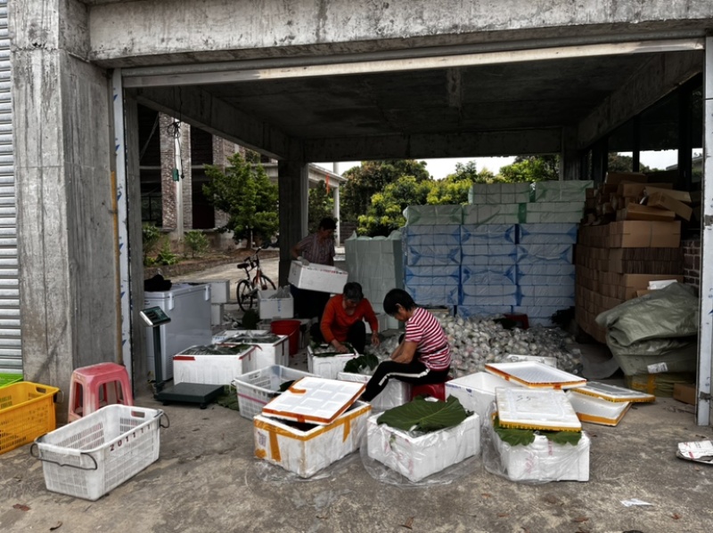 广东胭脂红番石榴增城源产地软糥红心白心浓香的小香果芭乐