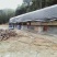新建猪舍（可以养鸡鸭鹅羊牛）120多亩山地，交通方便，已