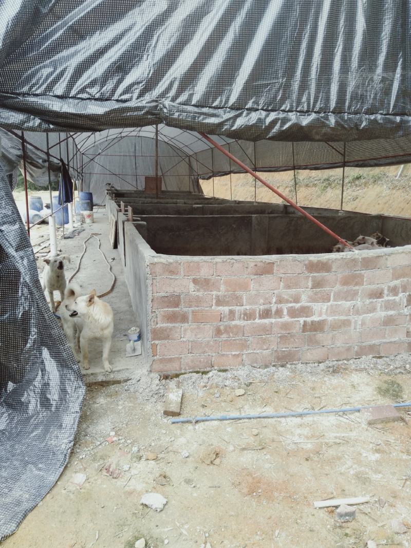 新建猪舍（可以养鸡鸭鹅羊牛）120多亩山地，交通方便，已