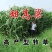 进口高丹草种子牧草种籽高丹王草种四季养殖猪牛羊鸡鸭鹅鱼草