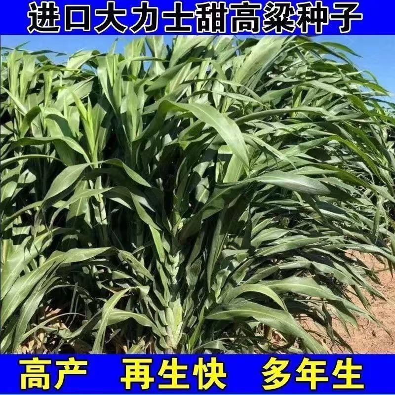 进口高丹草种子牧草种籽高丹王草种四季养殖猪牛羊鸡鸭鹅鱼草