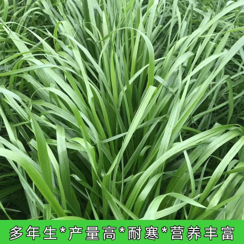 进口高丹草种子牧草种籽高丹王草种四季养殖猪牛羊鸡鸭鹅鱼草