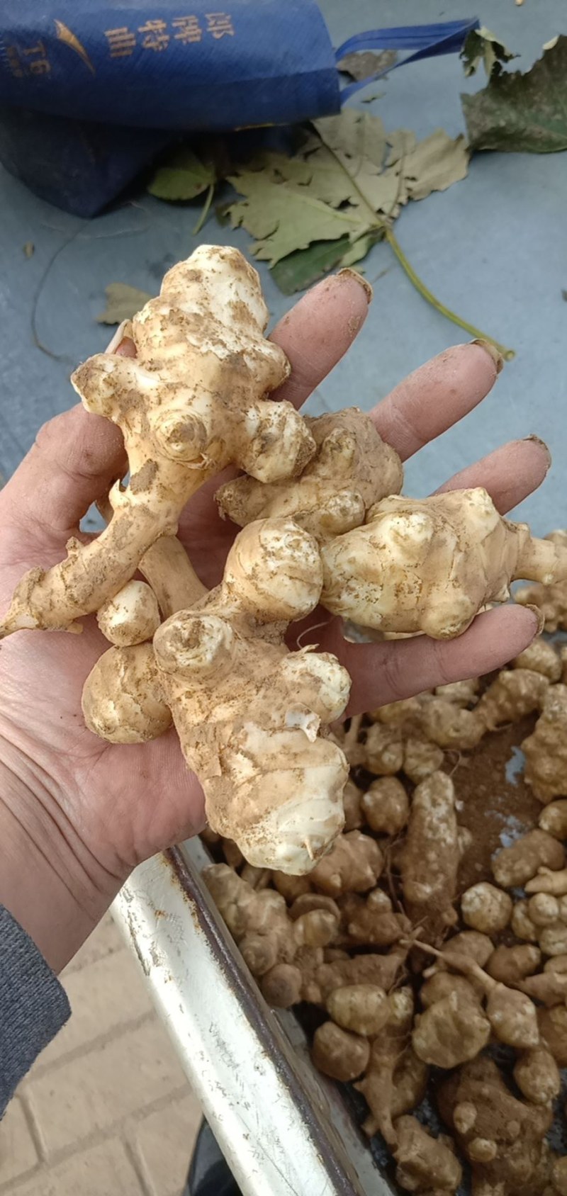 河北邢台天琪农业合作社，主营洋姜，姜不辣，鬼子姜，菊芋。