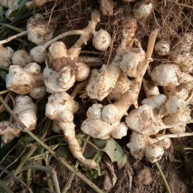 河北邢台天琪农业合作社，主营洋姜，姜不辣，鬼子姜，菊芋。