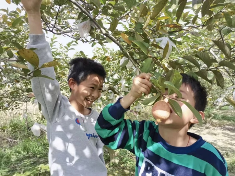 广东胭脂红番石榴增城源产地软糥红心白心浓香的小香果芭乐