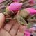 玉兰种子四季绿化紫玉兰红白玉兰花山玉兰树种子药用