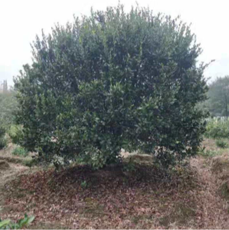 南风蜜桔小叶香泡