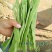 四季豆种子春秋四季播扁宽王绿芸豆籽架豆菜园高产蔬菜豆角孑