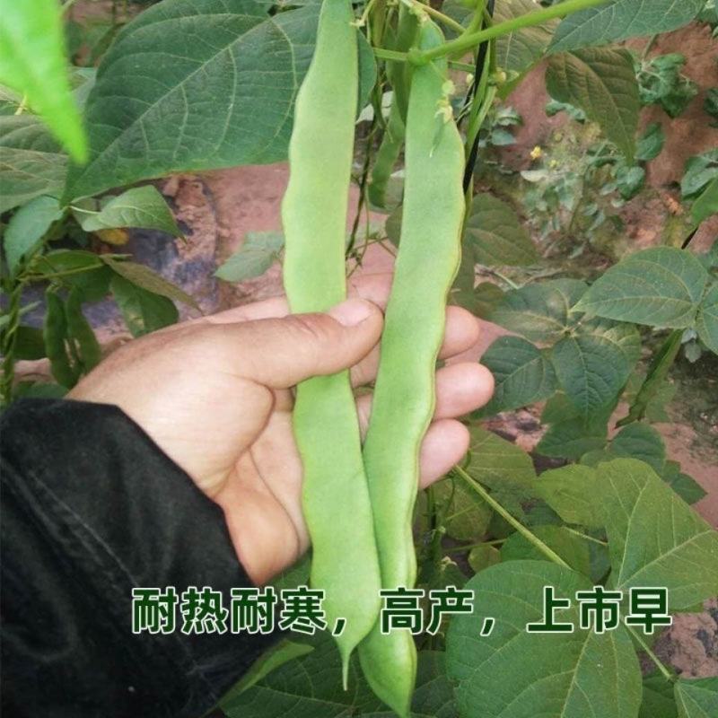 四季豆种子春秋四季播扁宽王绿芸豆籽架豆菜园高产蔬菜豆角孑