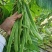 四季豆种子春秋四季播扁宽王绿芸豆籽架豆菜园高产蔬菜豆角孑