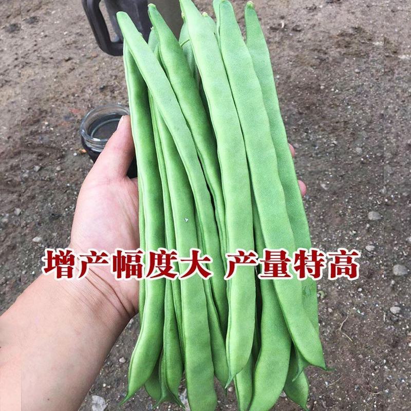 四季豆种子春秋四季播扁宽王绿芸豆籽架豆菜园高产蔬菜豆角孑