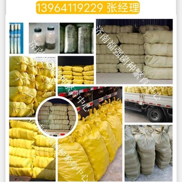 平菇菌种，平菇菌棒，蘑菇菌种，蘑菇菌包