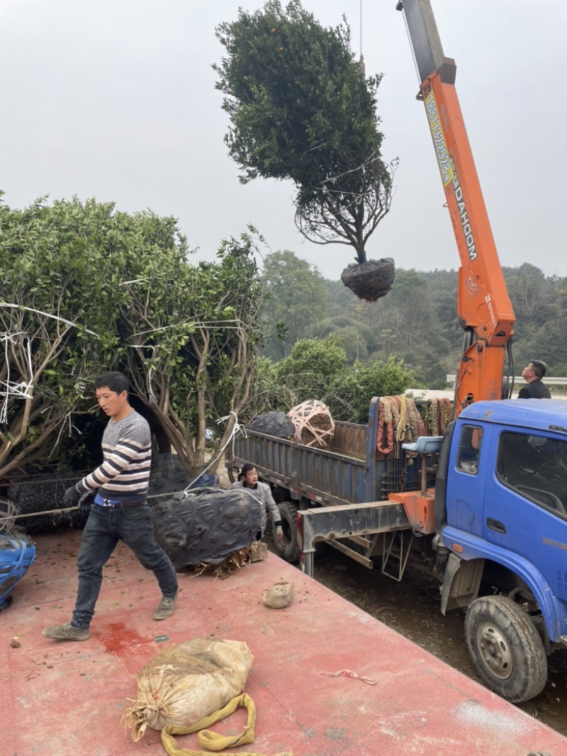 南风蜜桔小叶香泡